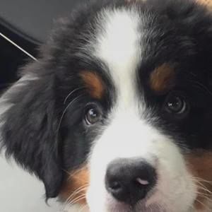 Meet your Posher, Laureen